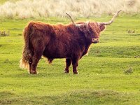 Highland Cattle 54, Schotse hooglander, Saxifraga-Bart Vastenhouw