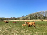 Highland Cattle 55, Schotse hooglander, Saxifraga-Bart Vastenhouw