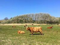 Highland Cattle 56, Schotse hooglander, Saxifraga-Bart Vastenhouw
