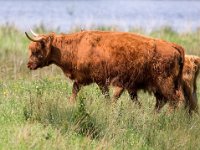 Highland Cattle 57, Schotse hooglander, Saxifraga-Bart Vastenhouw