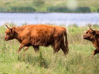 Highland Cattle 58, Schotse hooglander, Saxifraga-Bart Vastenhouw