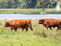 Highland Cattle 59, Schotse hooglander, Saxifraga-Bart Vastenhouw