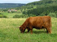 Highland Cattle 7, Schotse hooglander, Saxifraga-Hans Dekker