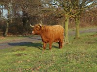 Highland Cattle 8, Schotse hooglander, Saxifraga-Jan van der Straaten