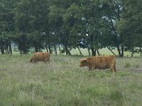 Highland Cattle 9, Schotse hooglander, Saxifraga-Willem van Kruijsbergen