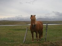 Icelandic horse 6, Saxifraga-Jan Nijendijk