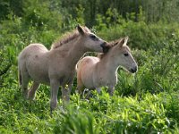 Konik horse 10, Konikpaard, Saxifraga-Bart Vastenhouw