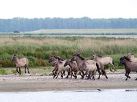 Konik horse 12, Konikpaard, Saxifraga-Bart Vastenhouw