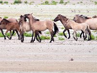 Konik horse 15, Konikpaard, Saxifraga-Bart Vastenhouw