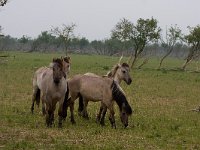 Konik horse 2, Konikpaard, Saxifraga-Jan Nijendijk
