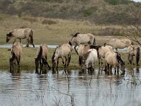 Konik horse 3, Konikpaard, Saxifraga-Piet Munsterman