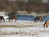 konikspaard  Konikspaard in Oostvaardersplassen