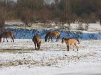 Konik horse 7, Konikpaard, Saxifraga-Jan Nijendijk