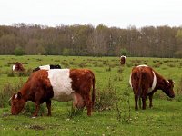 Lakenvelder Cow 5, Saxifraga-Hans Dekker