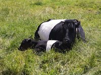 Lakenvelder cow 6,, Saxifraga-Roel Meijer