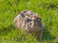 Lepus europaeus, Brown Hare