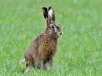 Haas #46579 : Lepus europaeus, Haas, European brown hare