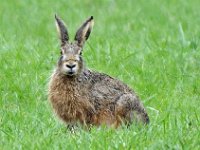 Haas #46584 : Lepus europaeus, Haas, European brown hare
