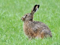 Haas #46584 : Lepus europaeus, Haas, European brown hare