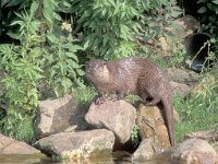 Lutra lutra, Otter