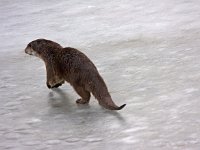 Otter  Otter in natuurpark Lelystad : Lutra lutra