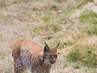 Lynx lynx 11, Lynx, Saxifraga-Martin Mollet