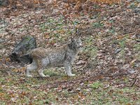 Lynx lynx 13, Lynx, Saxifraga-Martin Mollet