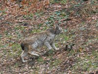 Lynx lynx 14, Lynx, Saxifraga-Martin Mollet