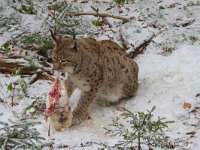 Lynx lynx 23, Lynx, Saxifraga-Jan Nijendijk
