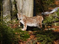 Lynx lynx 26, Lynx, Saxifraga-Jan Nijendijk