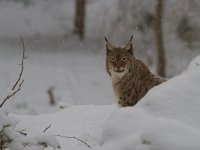 Lynx lynx 30, Lynx, Saxifraga-Jan Nijendijk