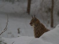 Lynx lynx 31, Lynx, Saxifraga-Jan Nijendijk