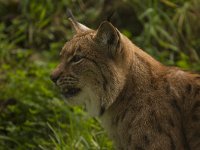 Lynx lynx 40, Lynx, Saxifraga-Jan Nijendijk