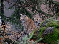 Lynx lynx 43, Lynx, Saxifraga-Bart Vastenhouw