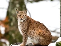 Lynx lynx 44, Lynx, Saxifraga-Bart Vastenhouw