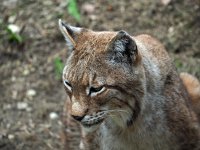 Lynx lynx 47, Lynx, Saxifraga-Hans Dekker