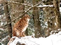 Lynx lynx 55, Lynx, Saxifraga-Bart Vastenhouw