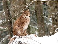 Lynx lynx 57, Lynx, Saxifraga-Bart Vastenhouw