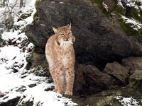 Lynx lynx 59, Lynx, Saxifraga-Bart Vastenhouw
