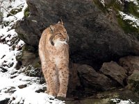 Lynx lynx 64, Lynx, Saxifraga-Bart Vastenhouw