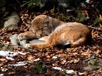 Lynx lynx 69, Lynx, Saxifraga-Bart Vastenhouw