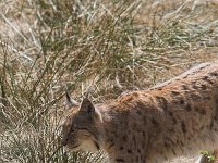 Lynx lynx 7, Lynx, Saxifraga-Martin Mollet