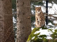 Lynx lynx 71, Lynx, Saxifraga-Bart Vastenhouw