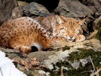 Lynx lynx 74, Lynx, Saxifraga-Bart Vastenhouw