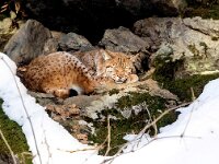 Lynx lynx 75, Lynx, Saxifraga-Bart Vastenhouw