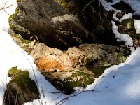 Lynx lynx 79, Lynx, Saxifraga-Bart Vastenhouw