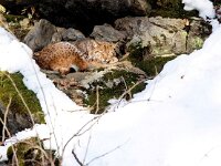 Lynx lynx 80, Lynx, Saxifraga-Bart Vastenhouw