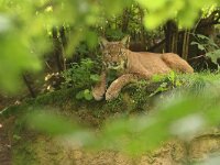 Lynx lynx 85, Lynx, Saxifraga-Mark Zekhuis