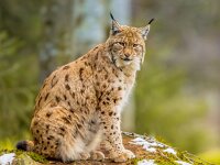 Eurasian Lynx lin forest habitat  The medium sized Eurasian lynx (Lynx lynx) is native to Siberia, Central, East, and Southern Asia, North, Central and Eastern Europe. Resting in winter landscape in natural forest habitat : Eurasian, adult, animal, background, beast, beautiful, big, bobcat, brown, carnivore, cat, close, cold, dangerous, europe, european, face, fauna, february, forest, fur, germany, habitat, hunt, hunter, looking, lynx, mammal, nature, nobody, norway, one, outdoors, park, portrait, predator, sitting, snow, standing, white, wild, wildcat, wilderness, wildlife, winter