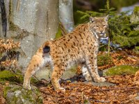 Eurasian Lynx looking backward  Eurasian Lynx (Lynx lynx) standing on hilltop and looking backward : Eurasian, animal, autumn, autumnal, background, bairisch, bavarian, beast, beautiful, carnivora, carnivore, cat, close, color, cute, ecological, ecology, environment, europe, european, face, fauna, felis, forest, fur, germany, green, hunter, lynx, mammal, national, nature, network, park, portrait, predator, protected, rare, scandinavia, south, tree, weser, white, wild, wildcat, wilderness, wildlife, winter, woodlands